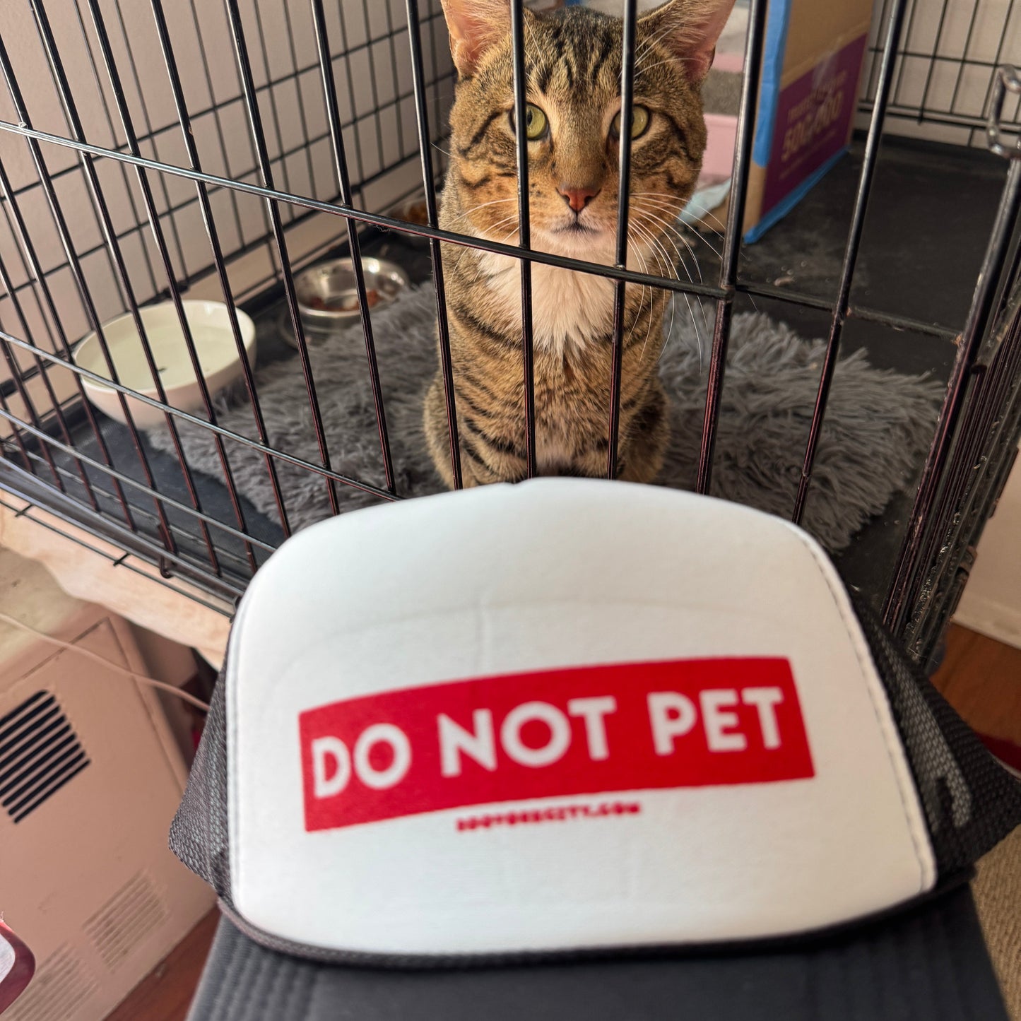 Cat inside a cage with a 'DO NOT PET' trucker hat