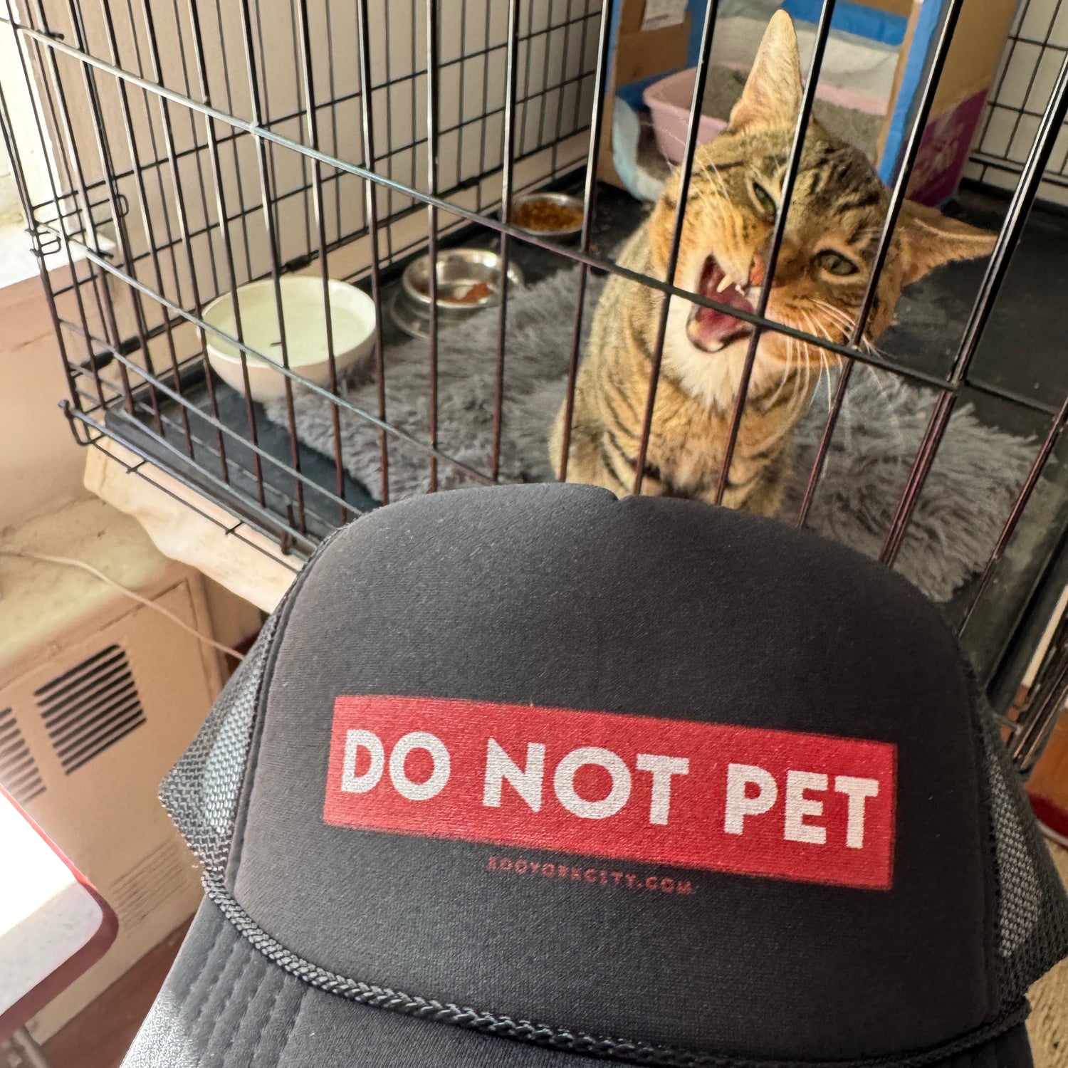 Cat in a cage with a 'Do Not Pet' trucker hat